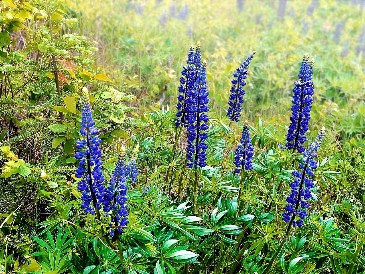 lupins field summer free photo