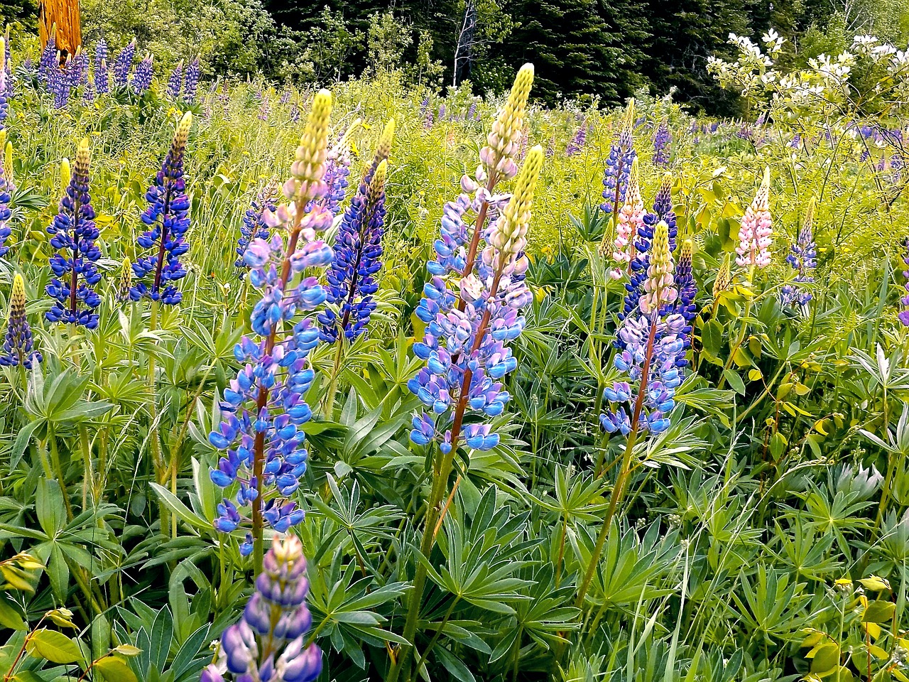 lupins wildflowers spring free photo