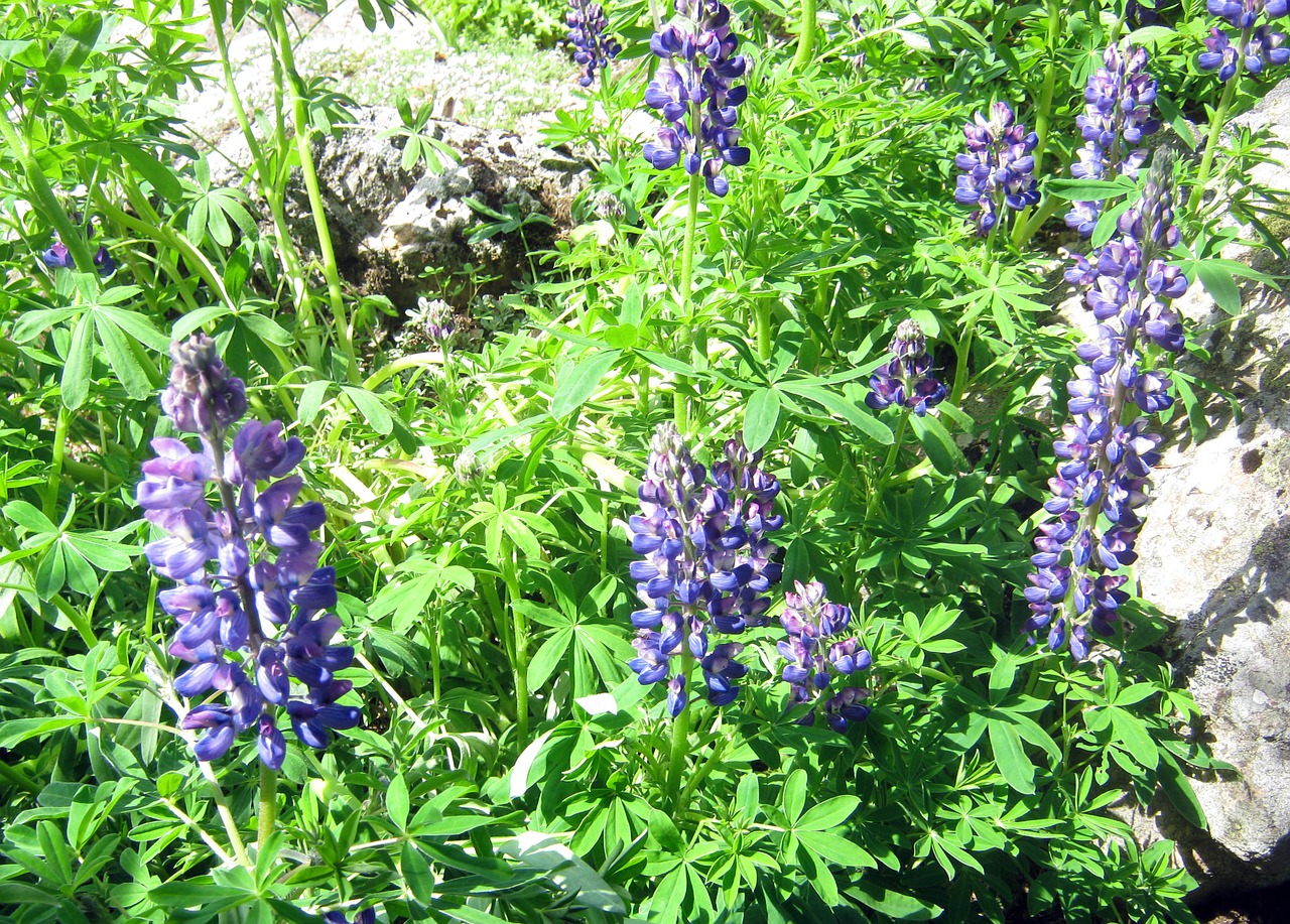 lupins blue mountain flowers free photo