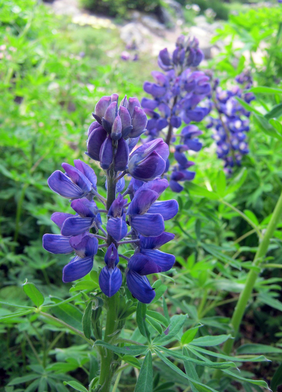 lupins blue mountain flowers free photo