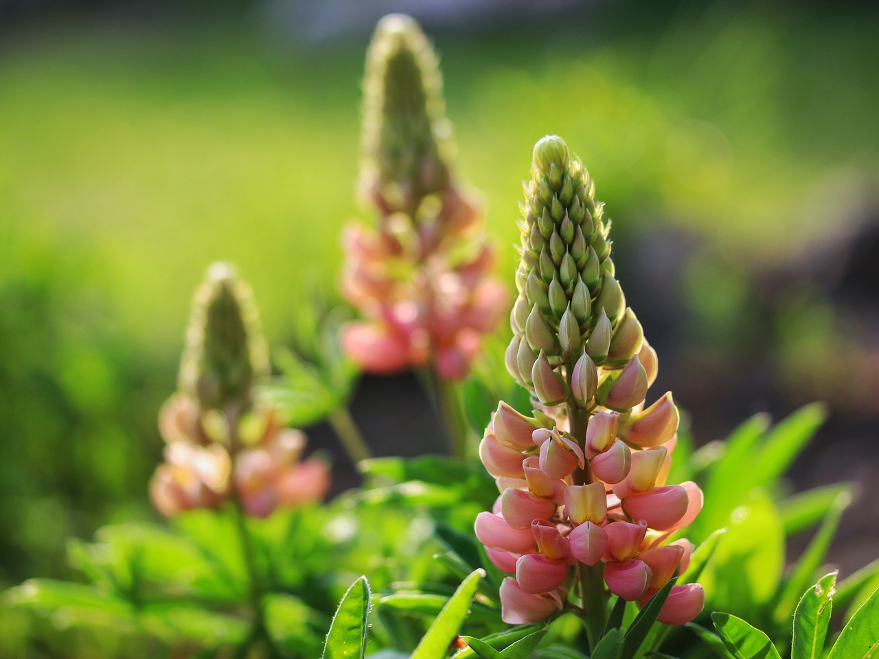 lupins  flowers  spring free photo