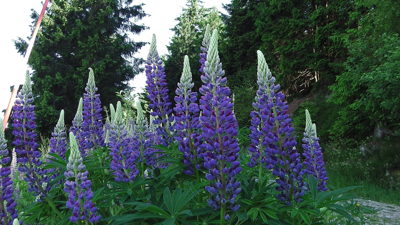 lupins flowers black forest free photo
