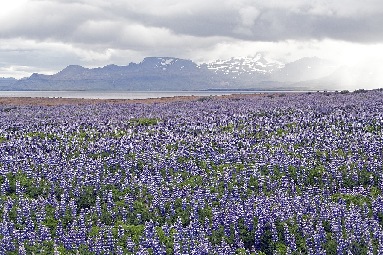 lupins  flowers  iceland free photo