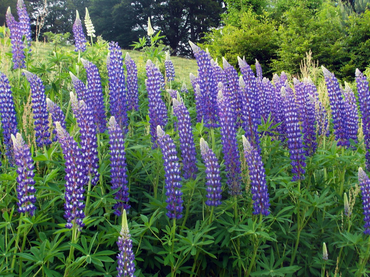 lupins blue nature free photo