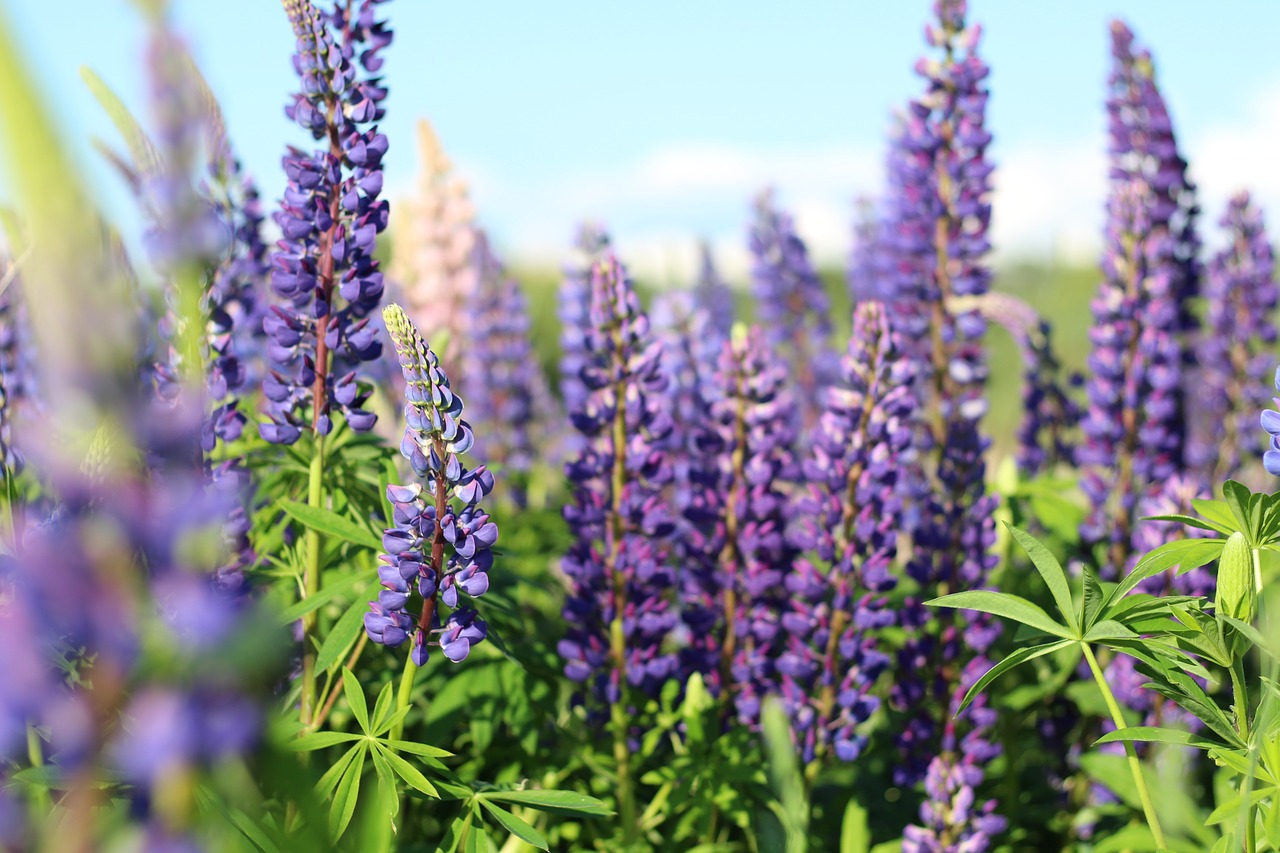 lupins  flowers  lupine free photo