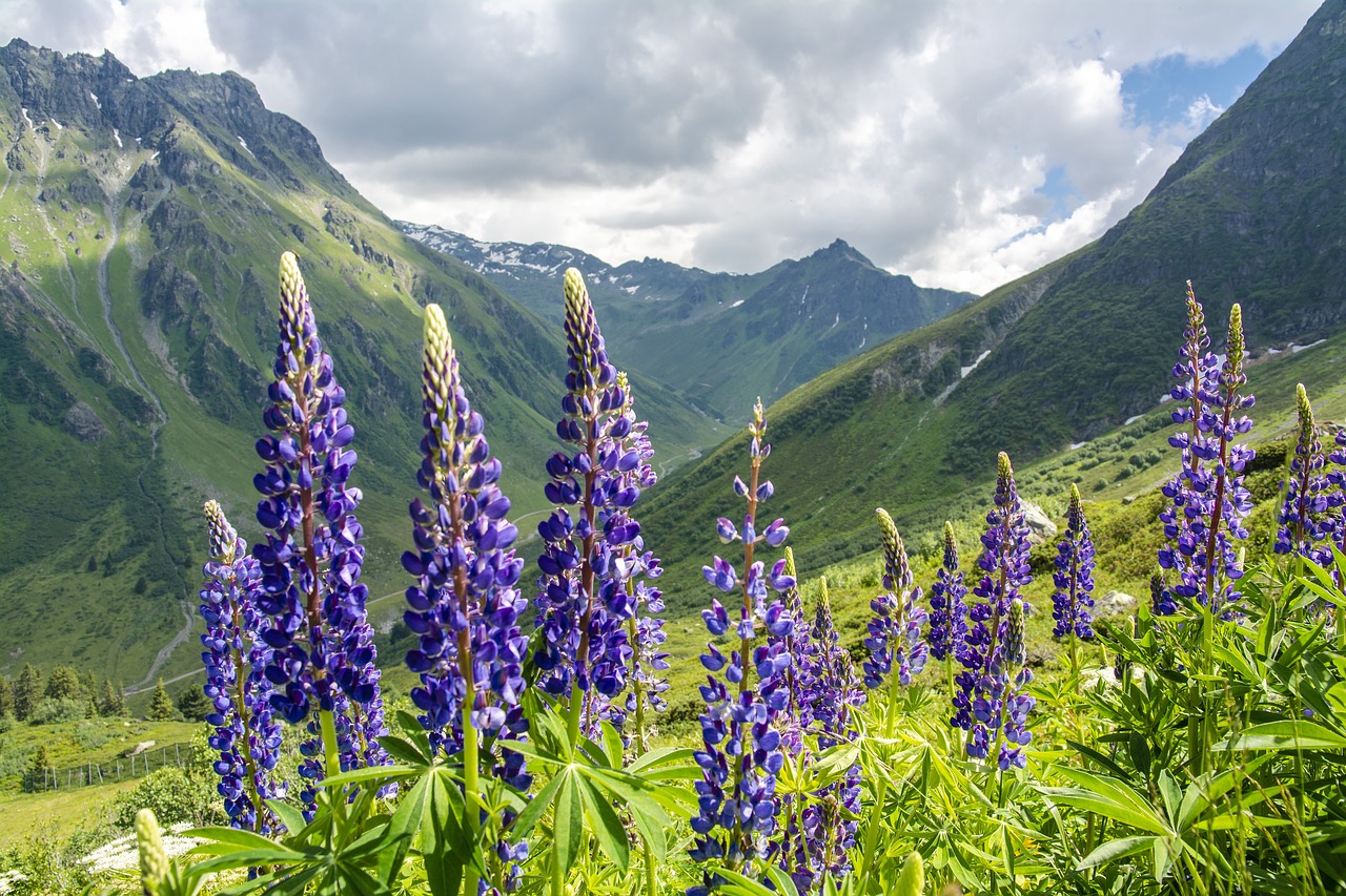 lupins  blossom  bloom free photo