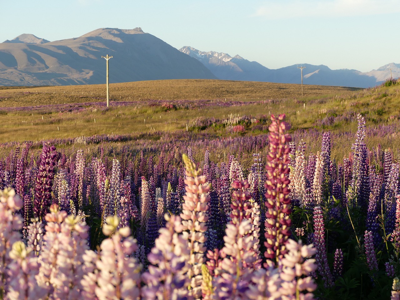 lupins  wildflowers  meadow free photo