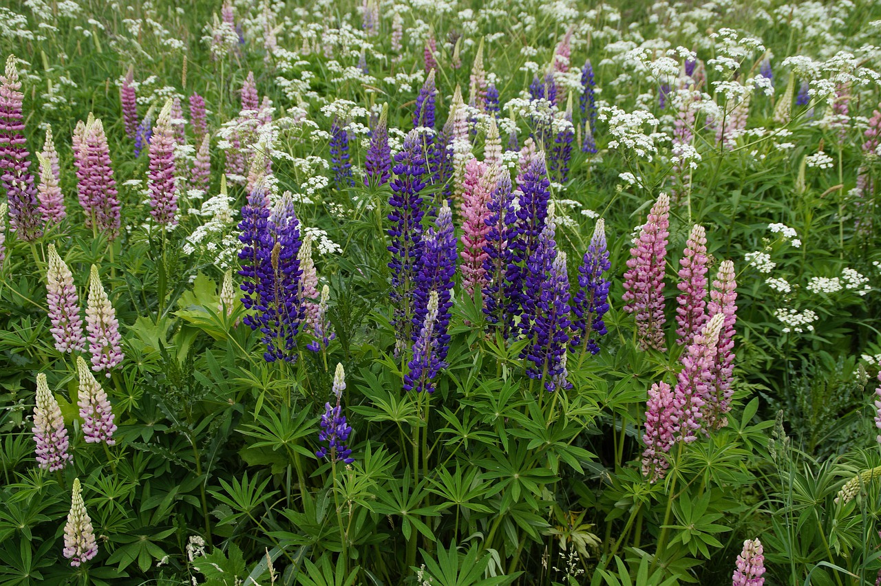 lupins  meadow  summer free photo