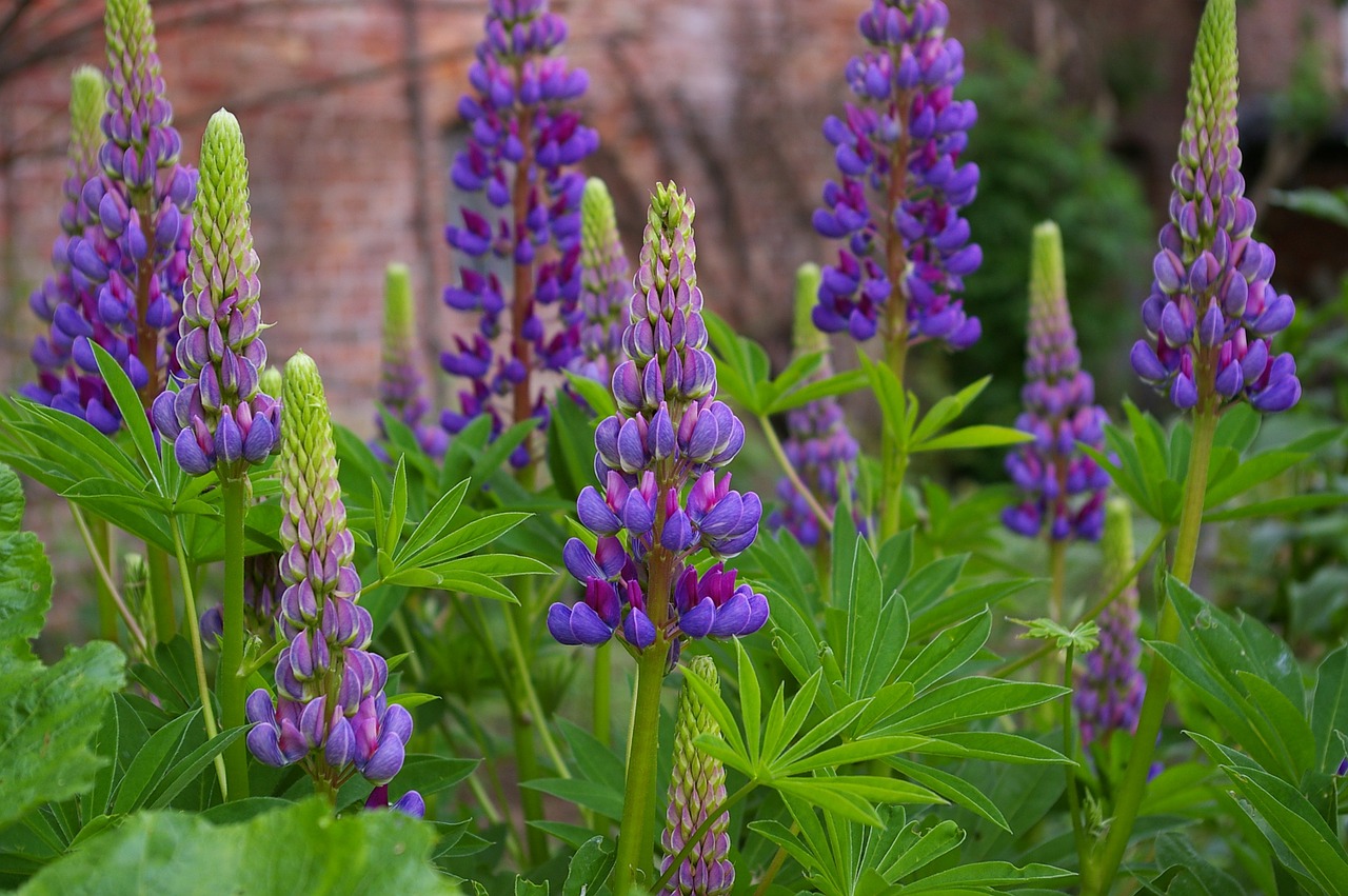 lupins plant violet free photo