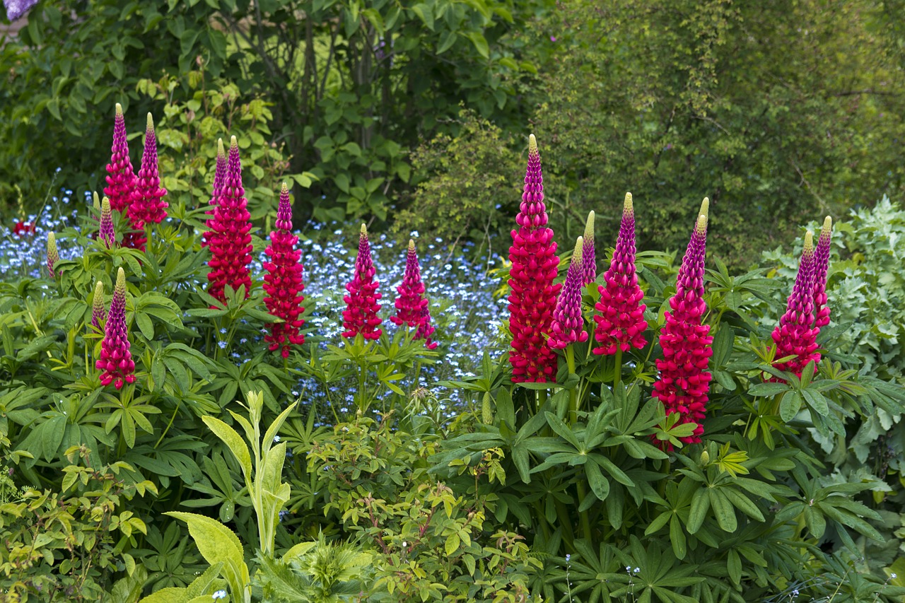 lupins vibrant magenta free photo