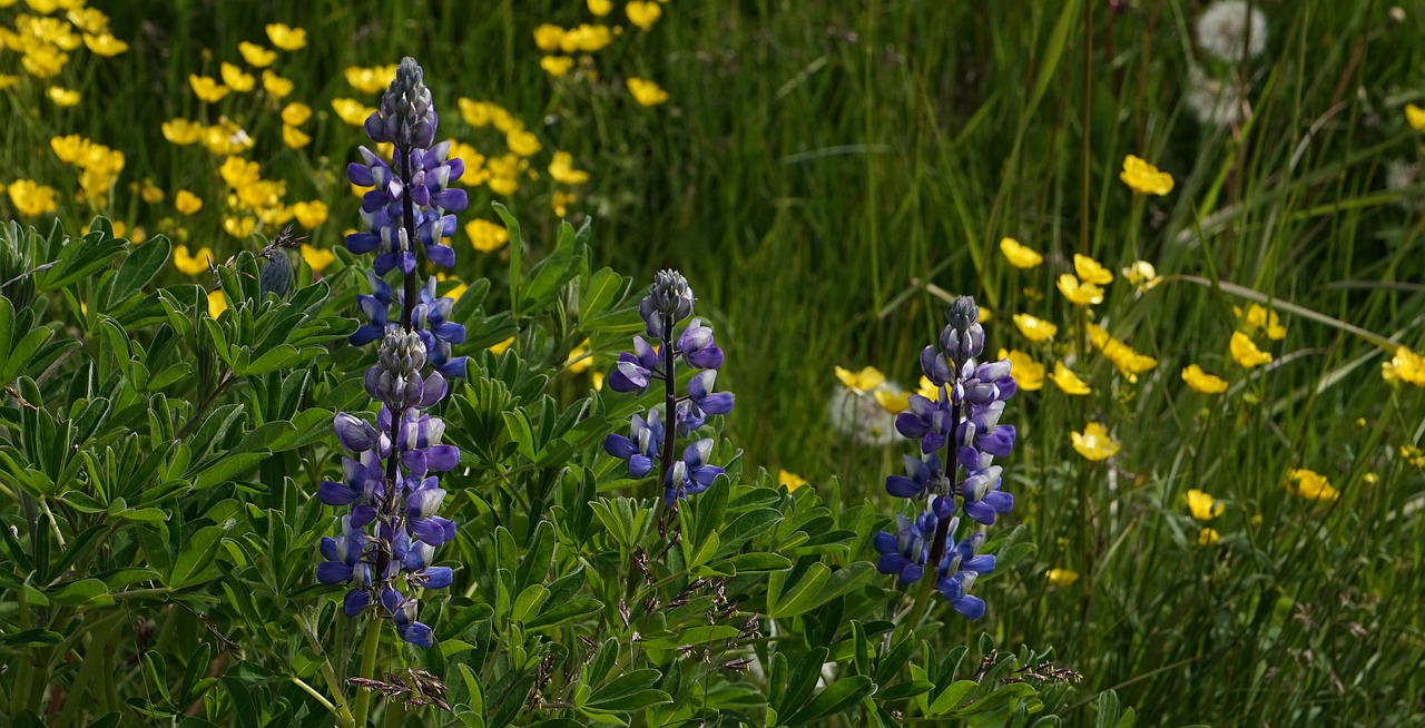 lupins plant flowers free photo