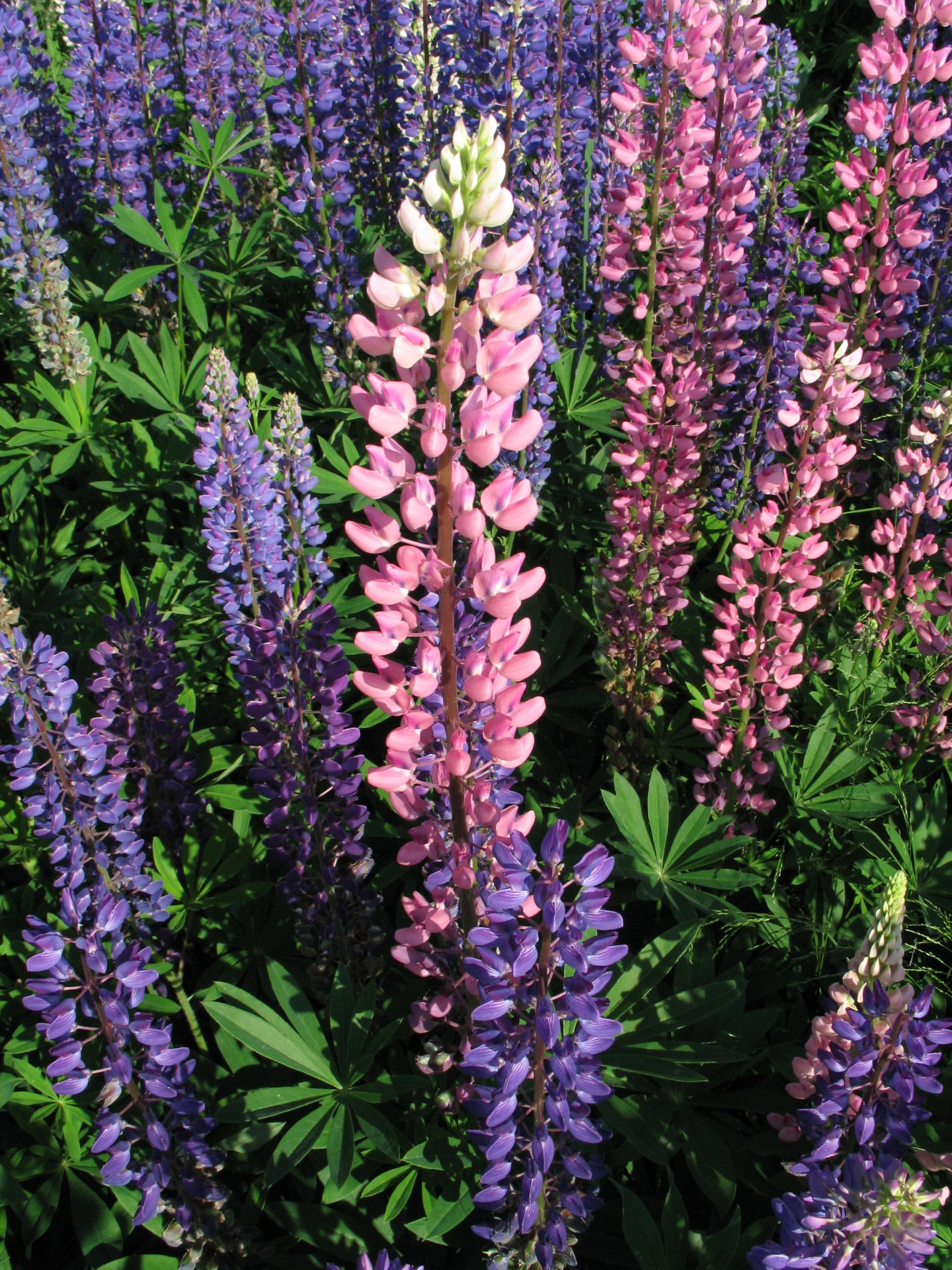 lupin lupine flower free photo