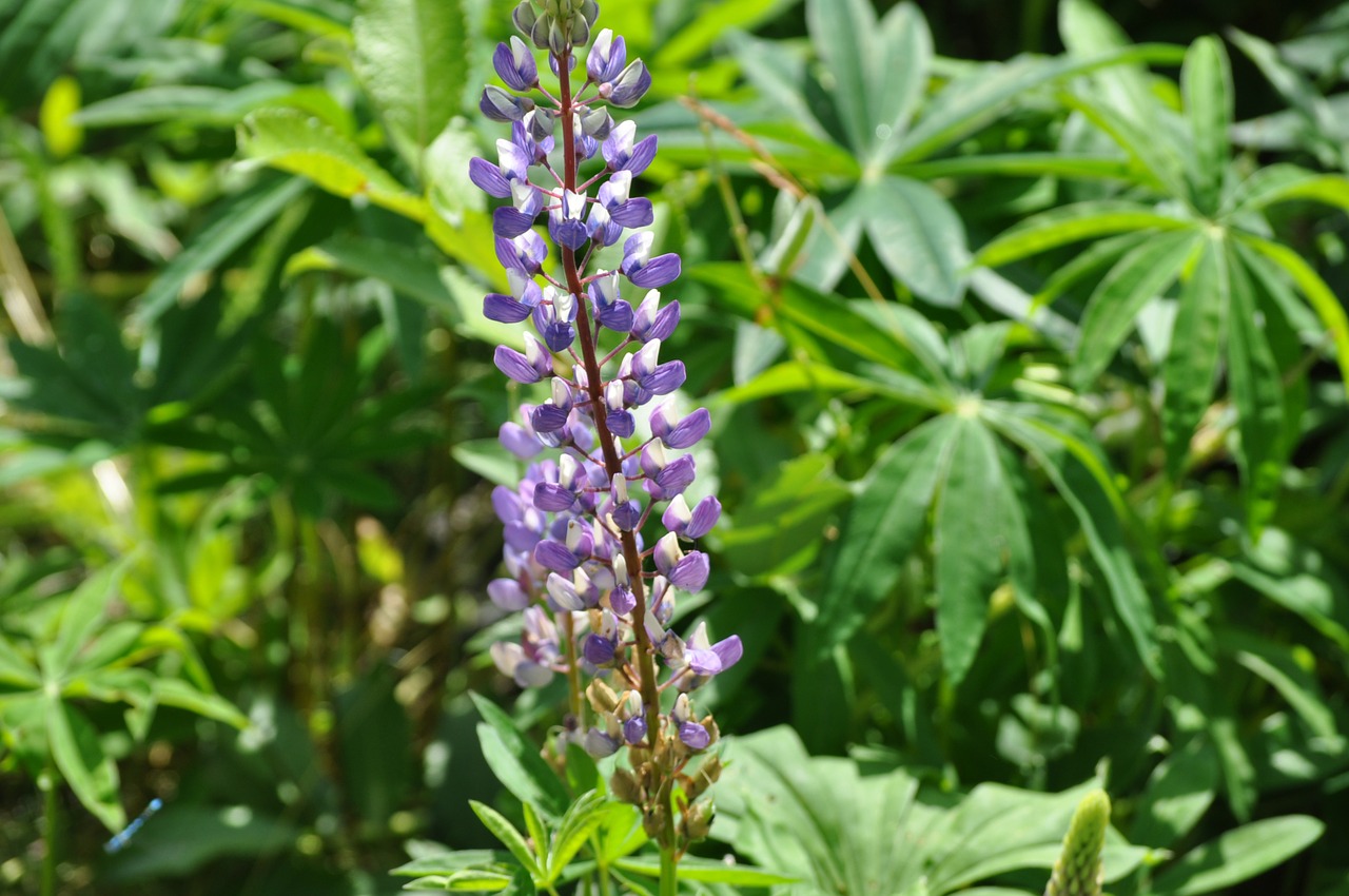 lupine flower purple free photo