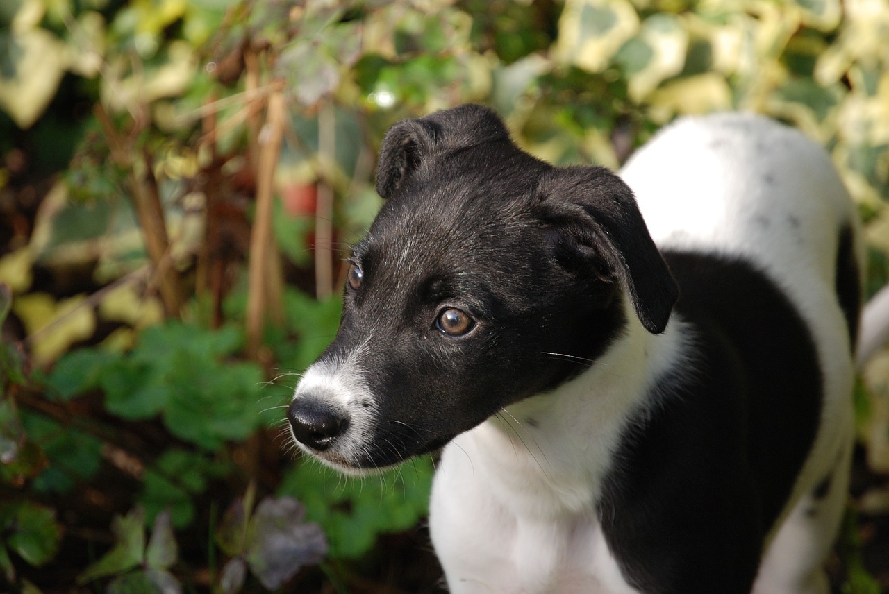 lurcher puppy canine free photo