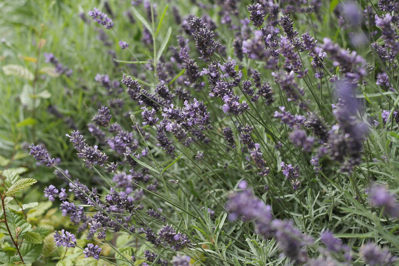 lush plants abstract free photo