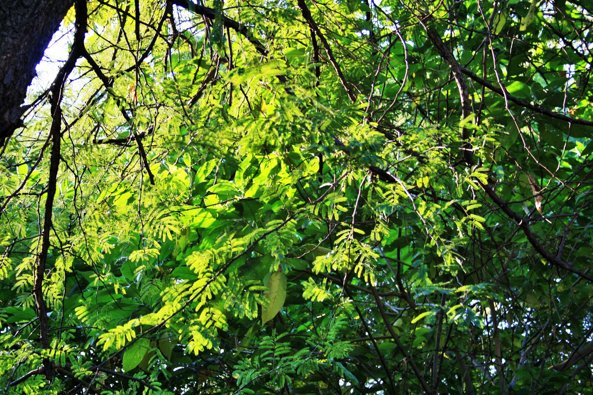 trees bush shrubs free photo