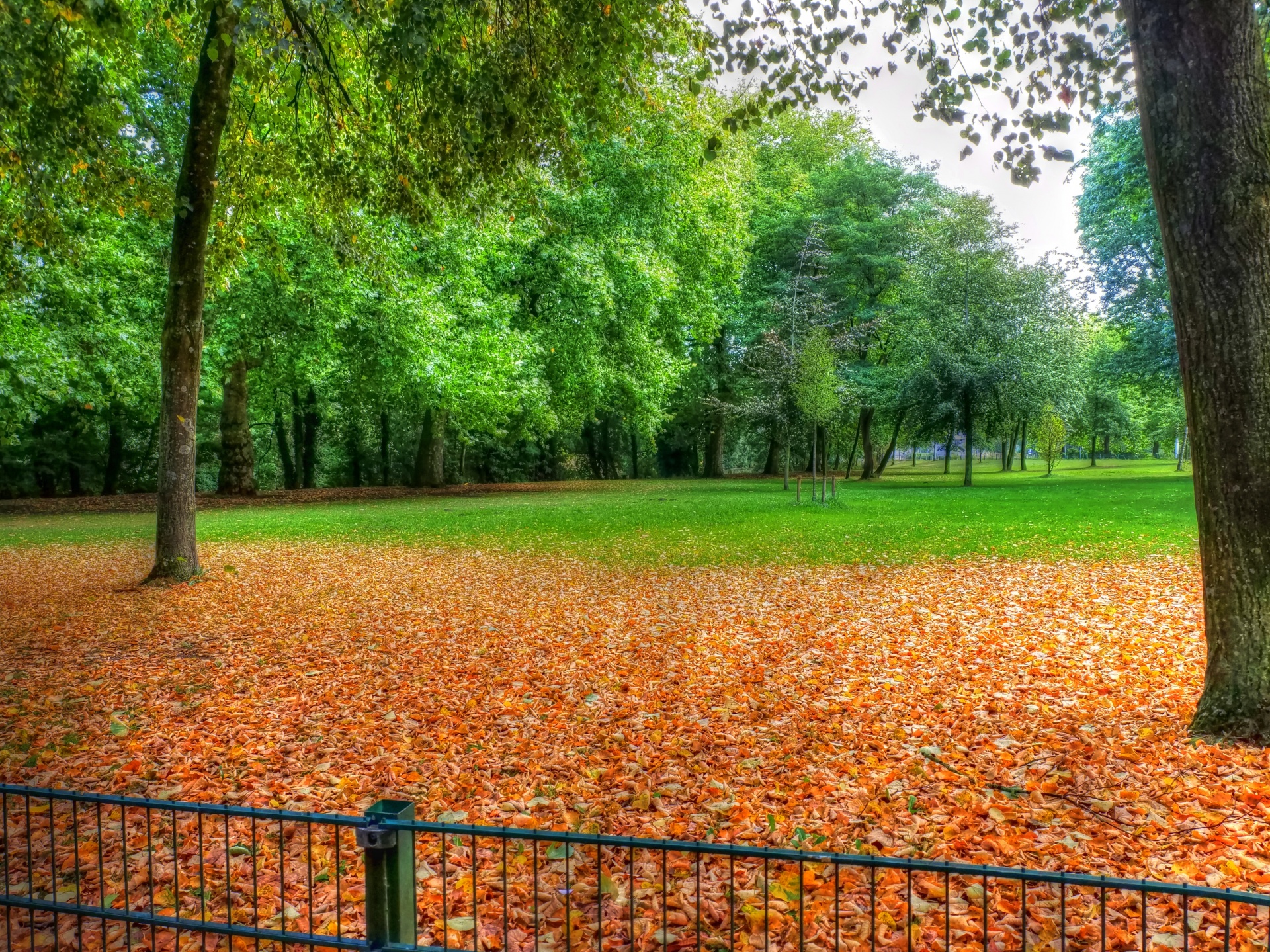 park leaves autumn free photo