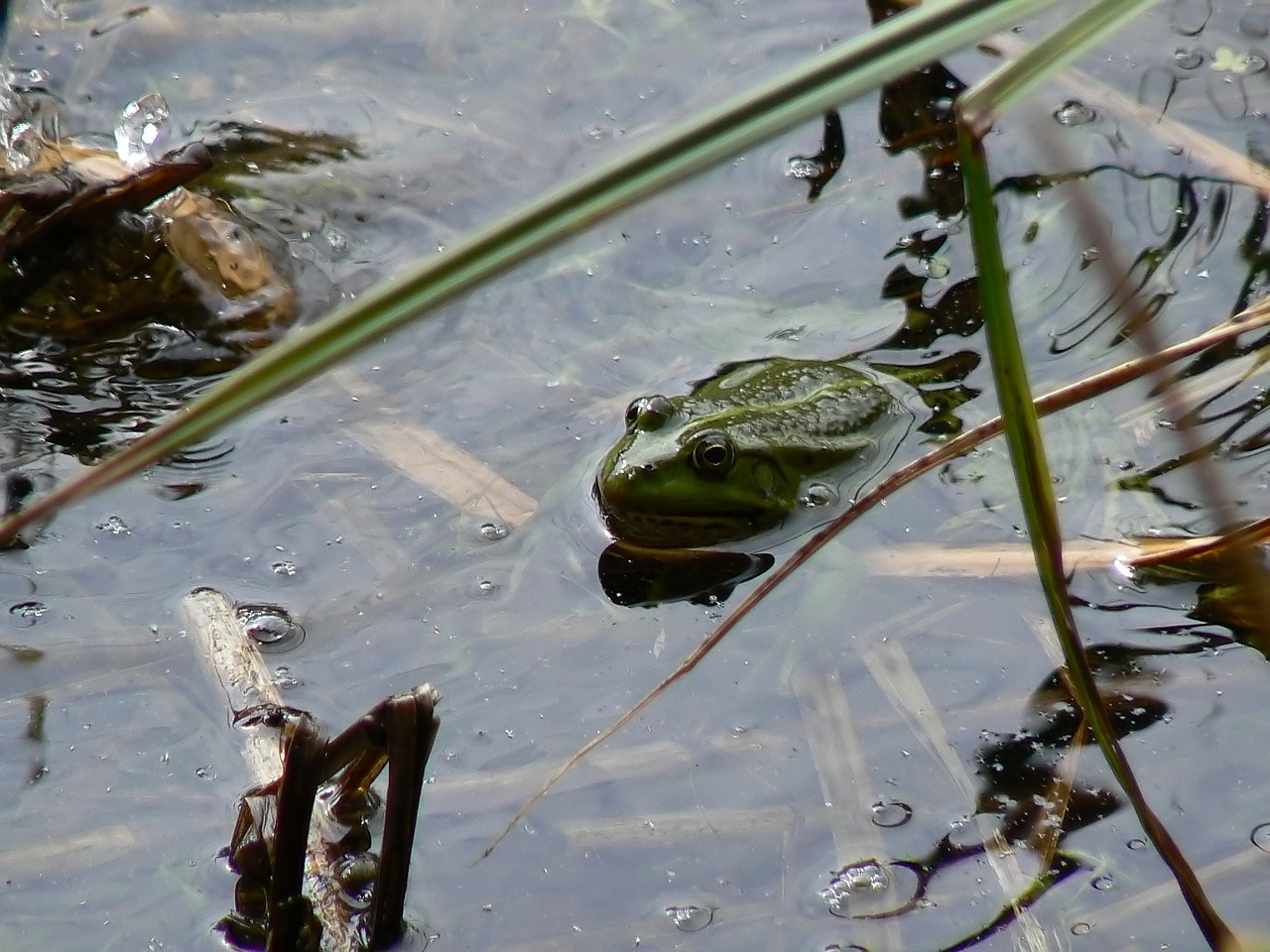 lutry lake the frog free photo