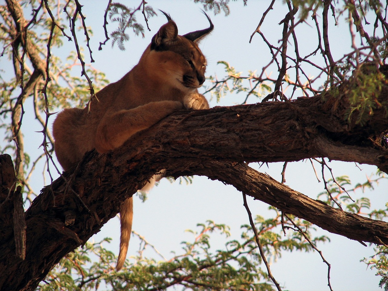 lux tree namibia free photo