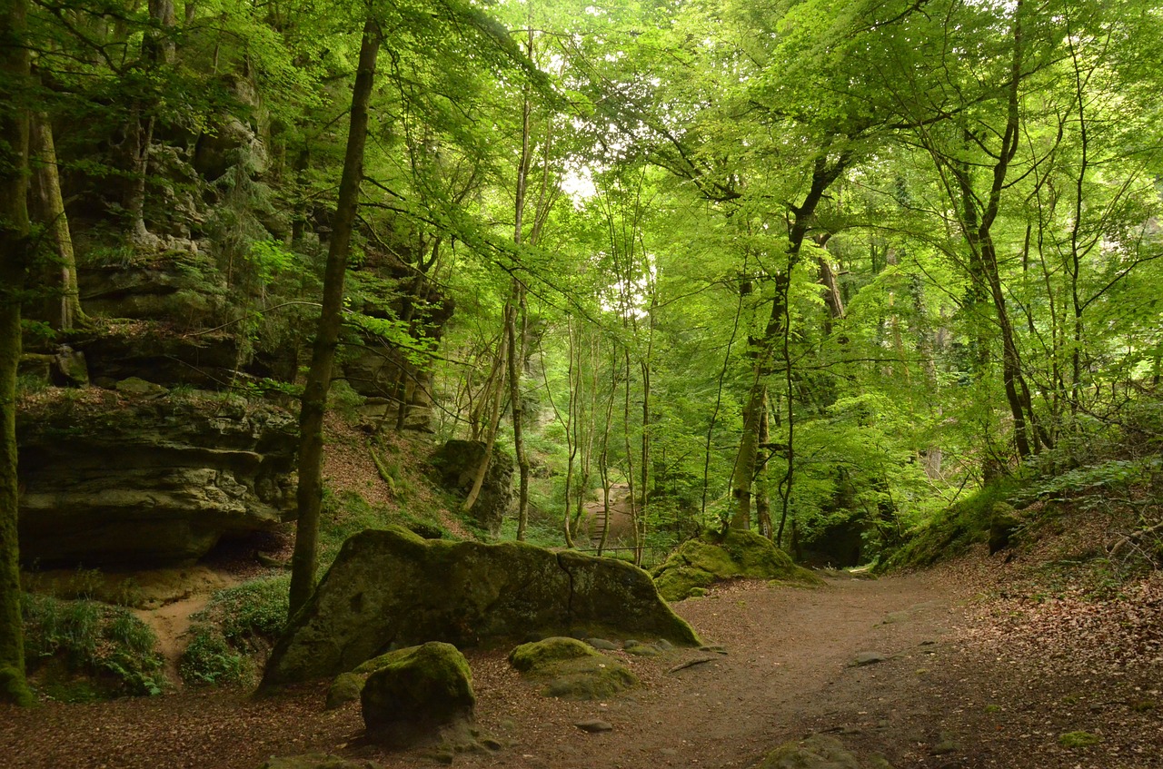 luxembourg echternach forest free photo