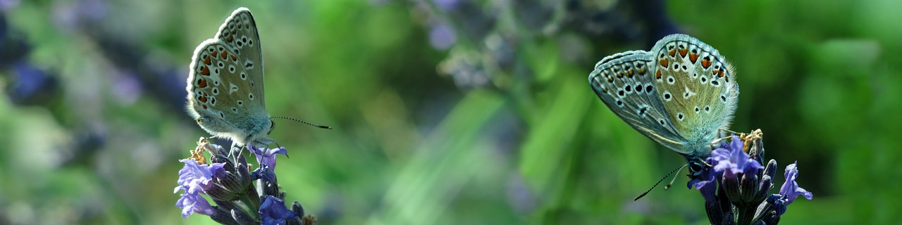 lycaenidae  butterfly  banner free photo