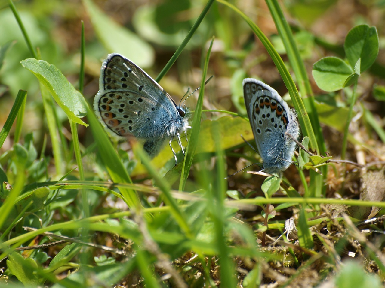 lycaenidae butterflies meadow free photo