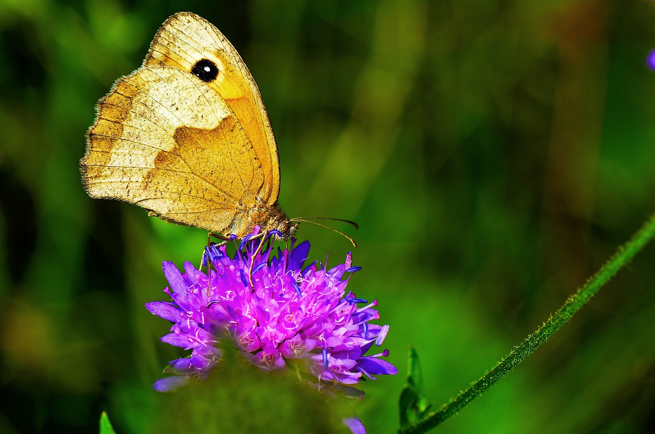 lycaon  butterfly  flower meadow free photo
