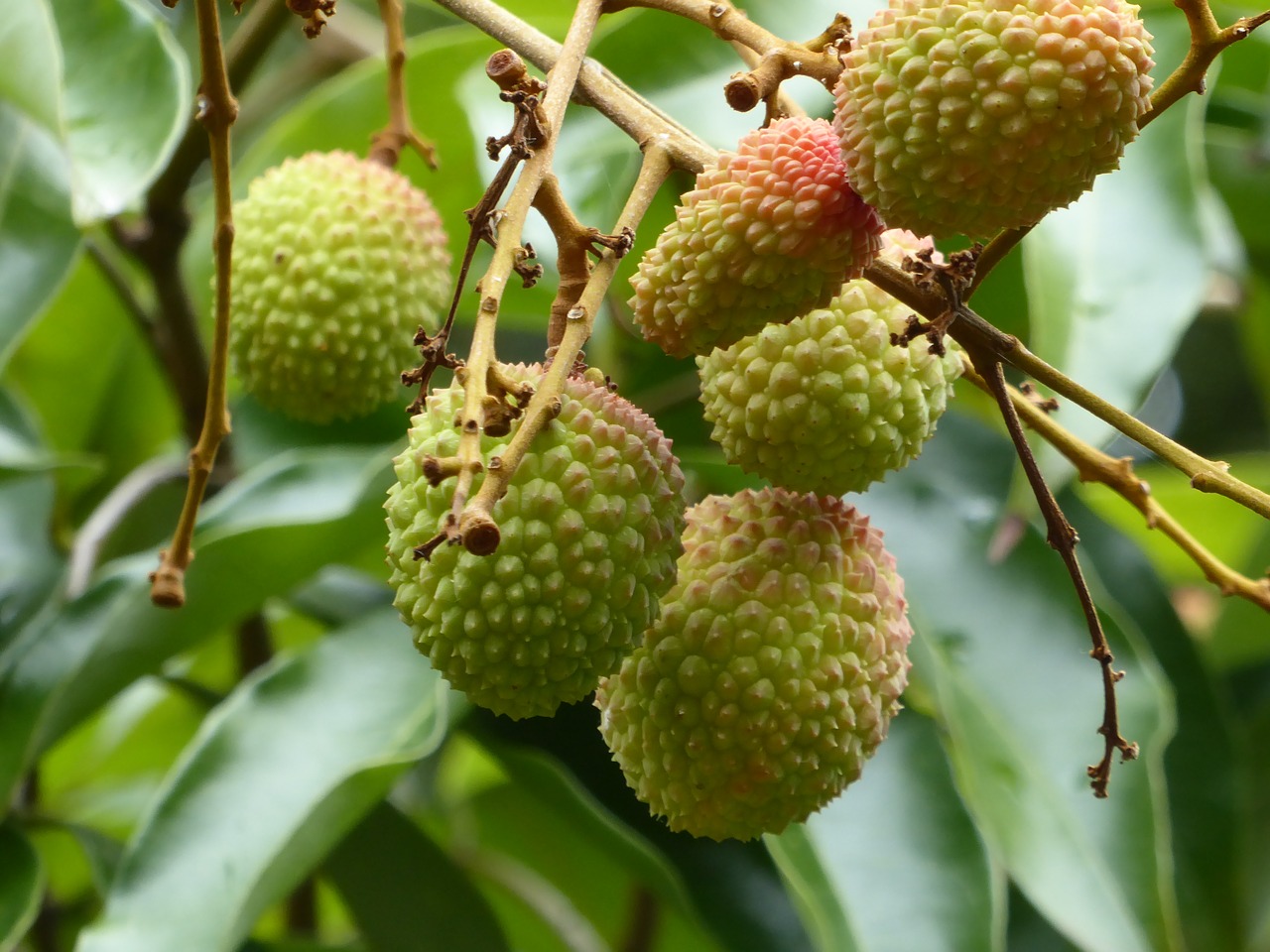 lychees fruit green free photo