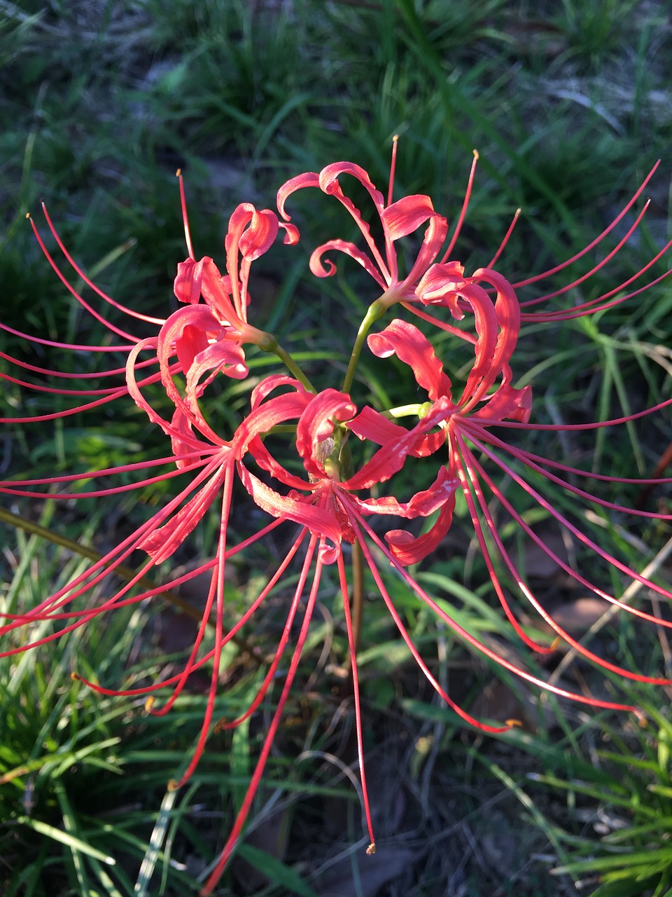 lycoris radiata  red spider lily  red magic lily free photo