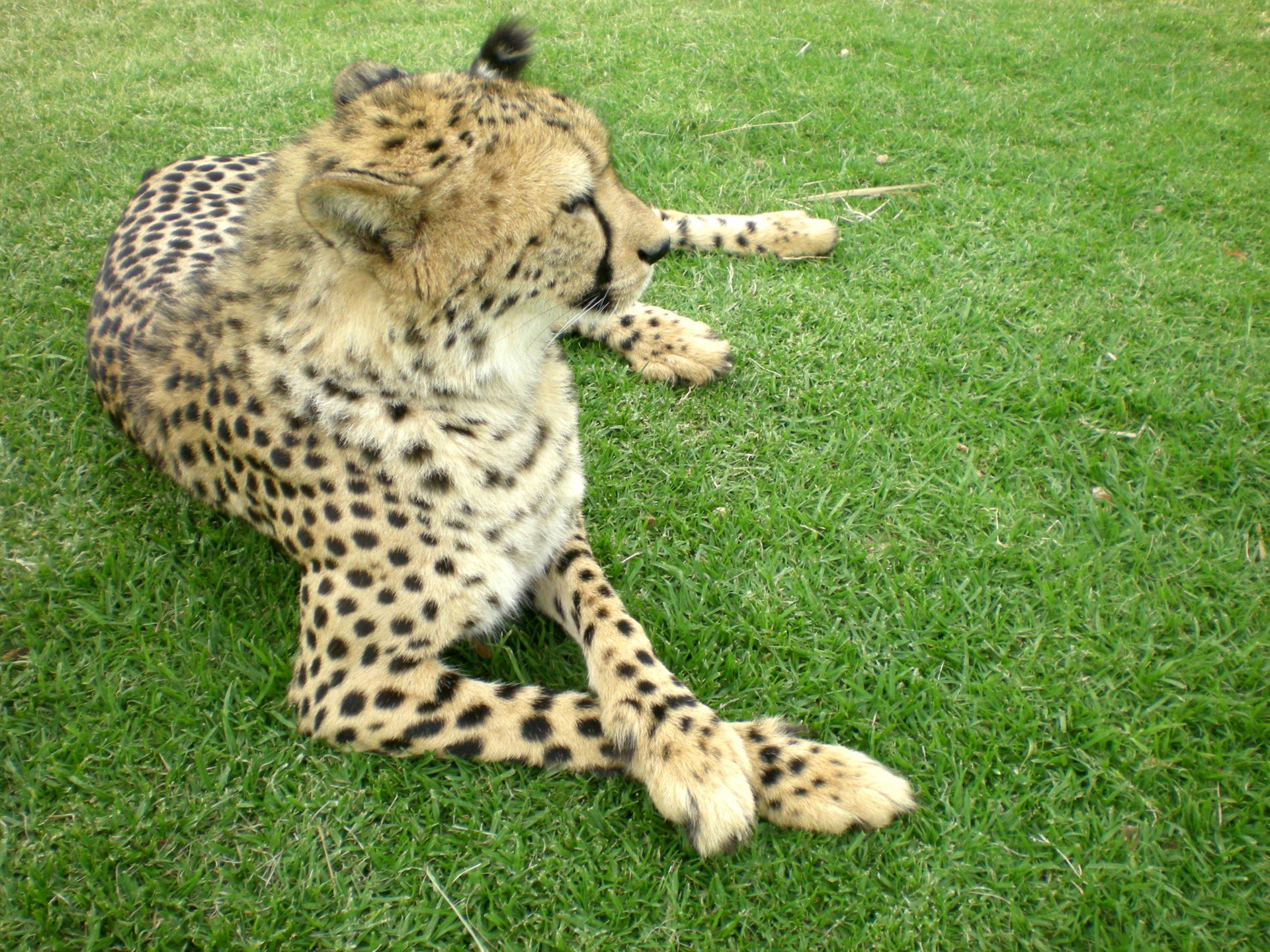 cheetah big cat wildlife free photo