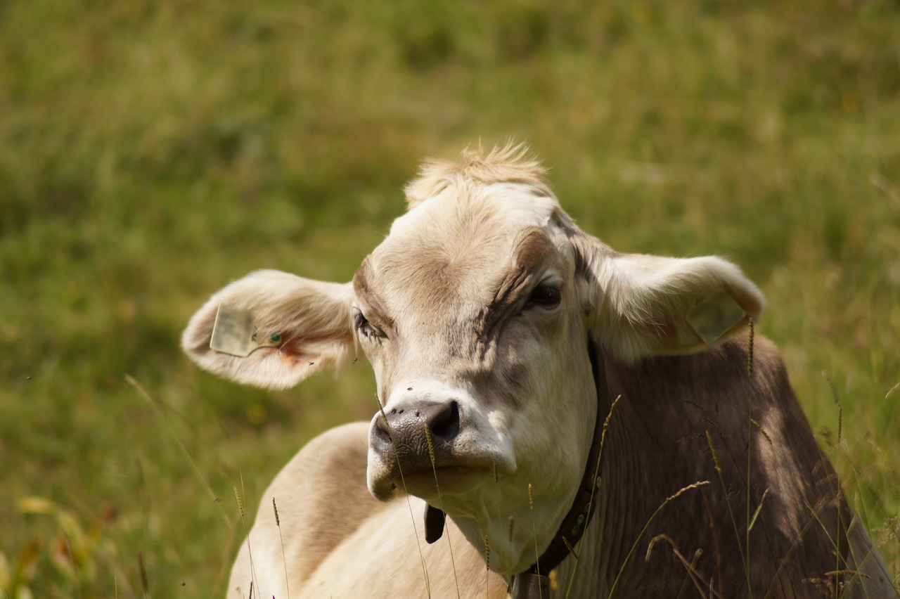 lying cow cow beef free photo