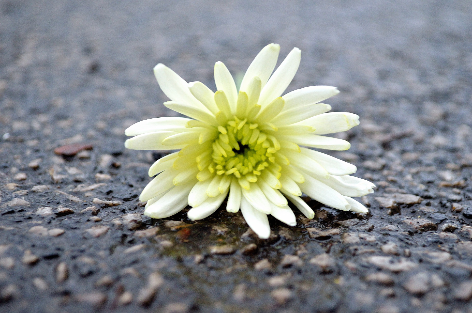 flower macro background free photo