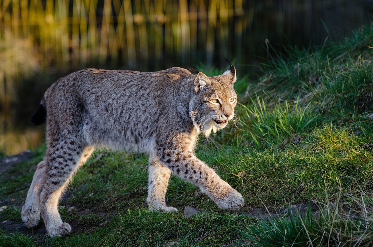 lynx bobcat wildlife free photo