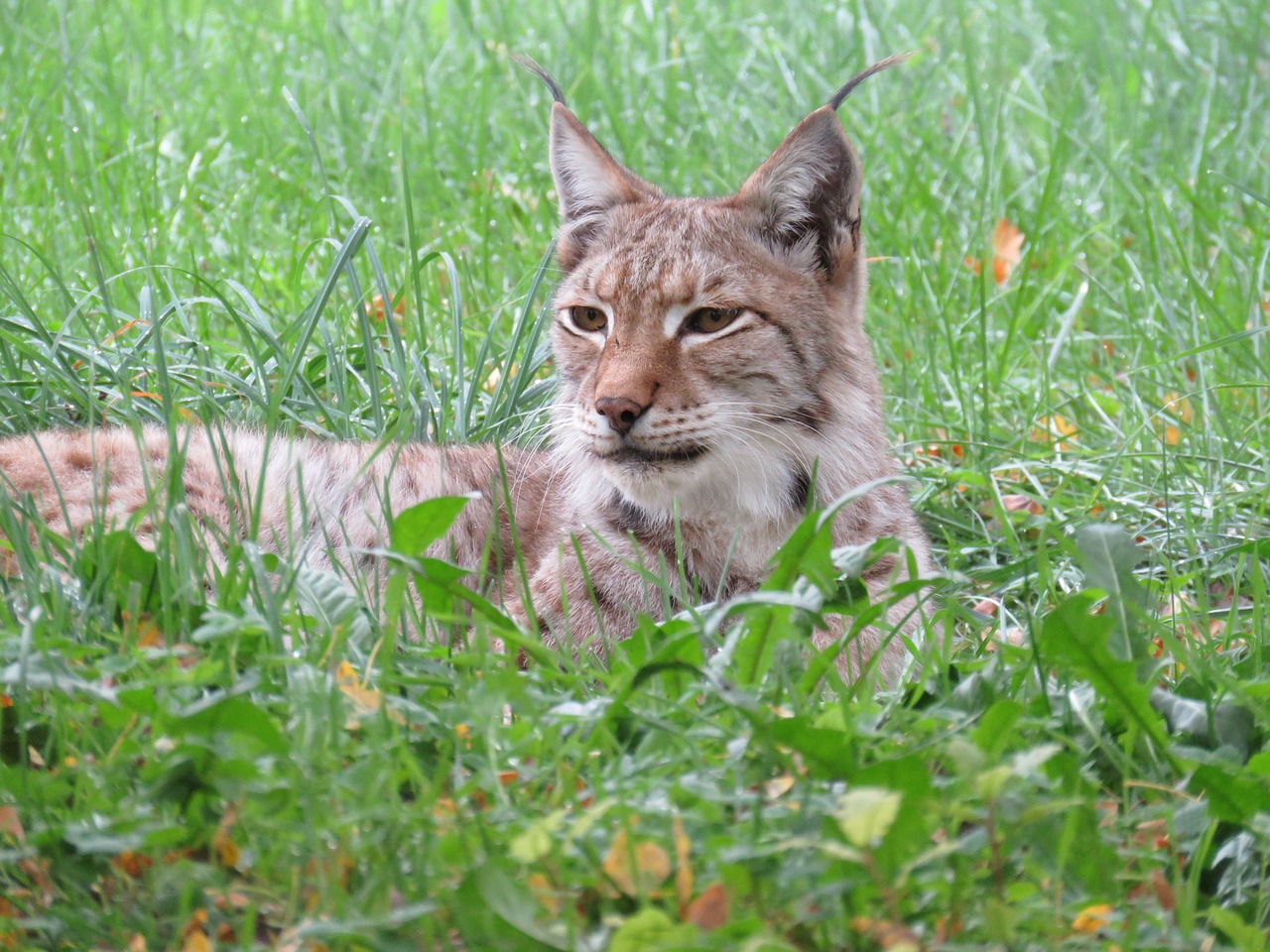 lynx nature animal free photo