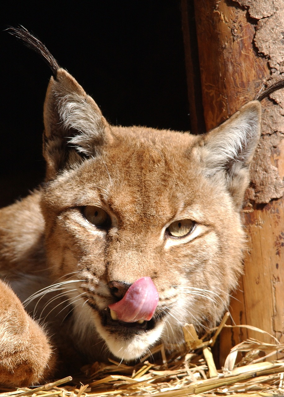 lynx cat nature free photo