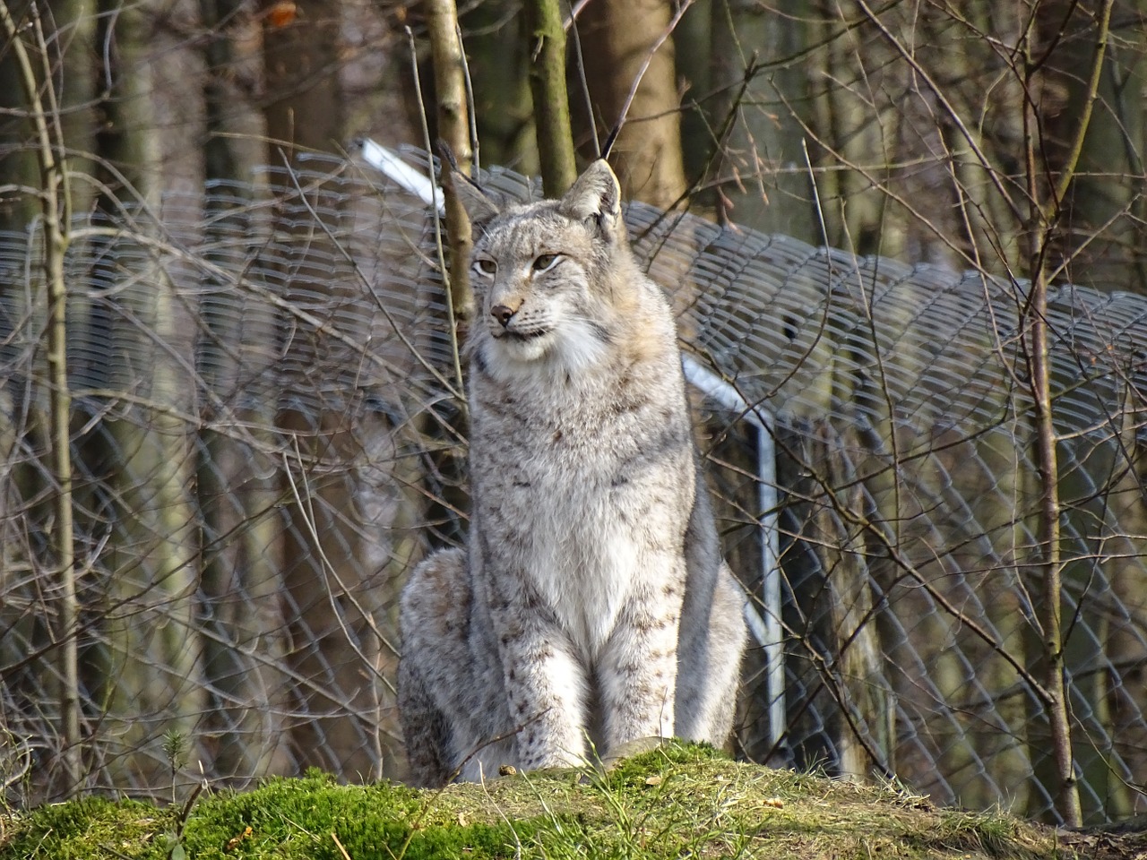 lynx wild animal wildcat free photo