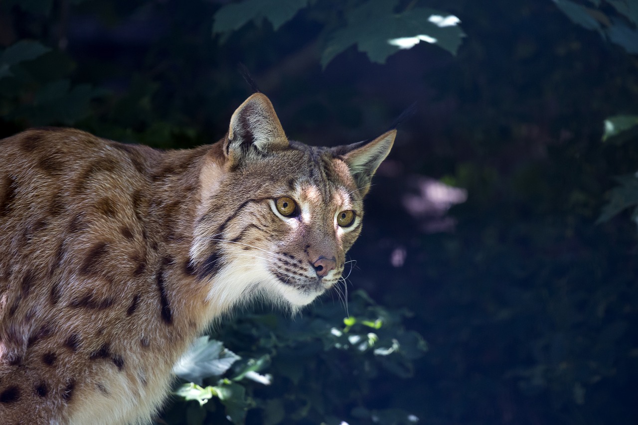 lynx wildcat predator free photo