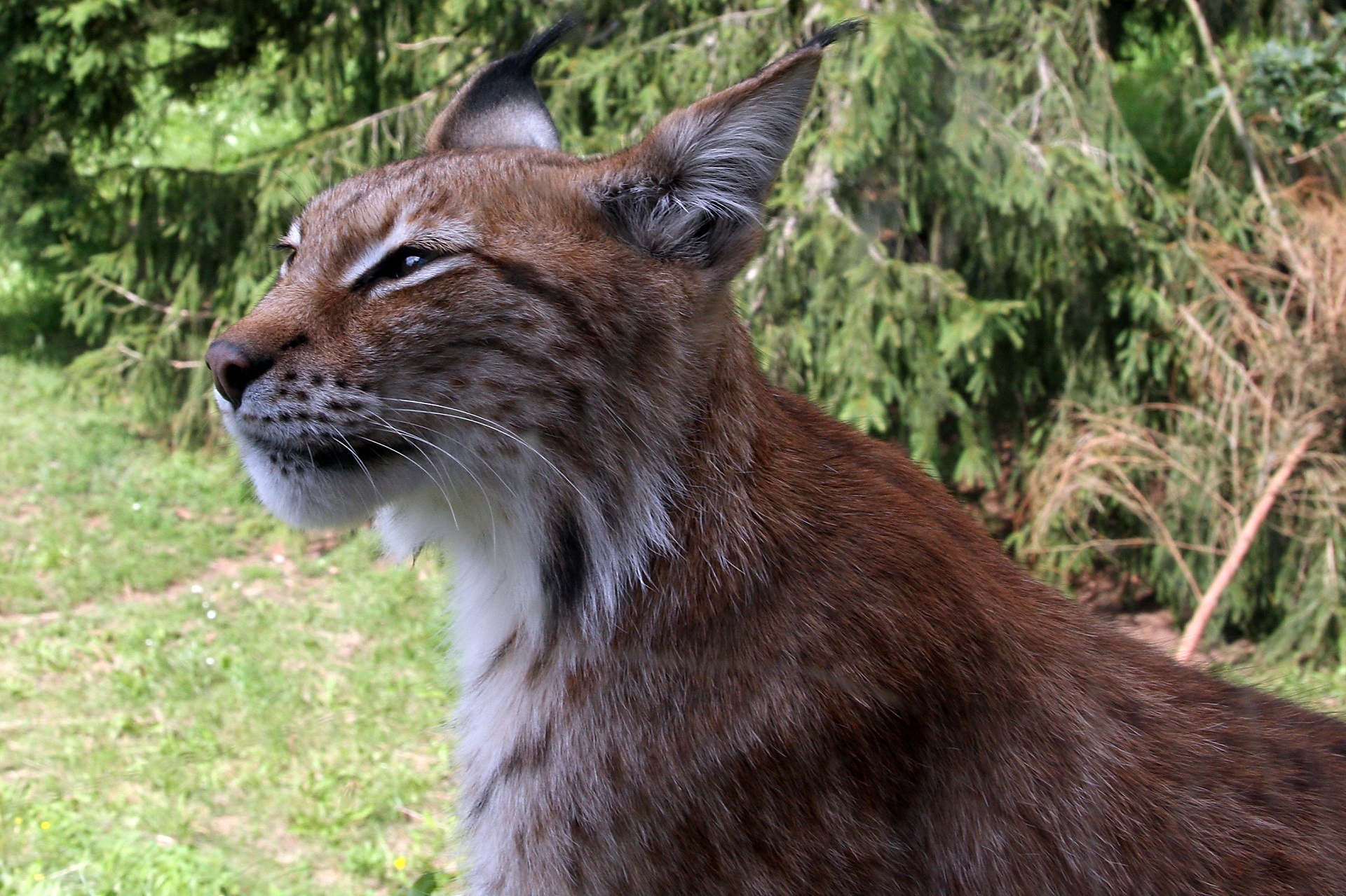 bobcat lynx looking free photo