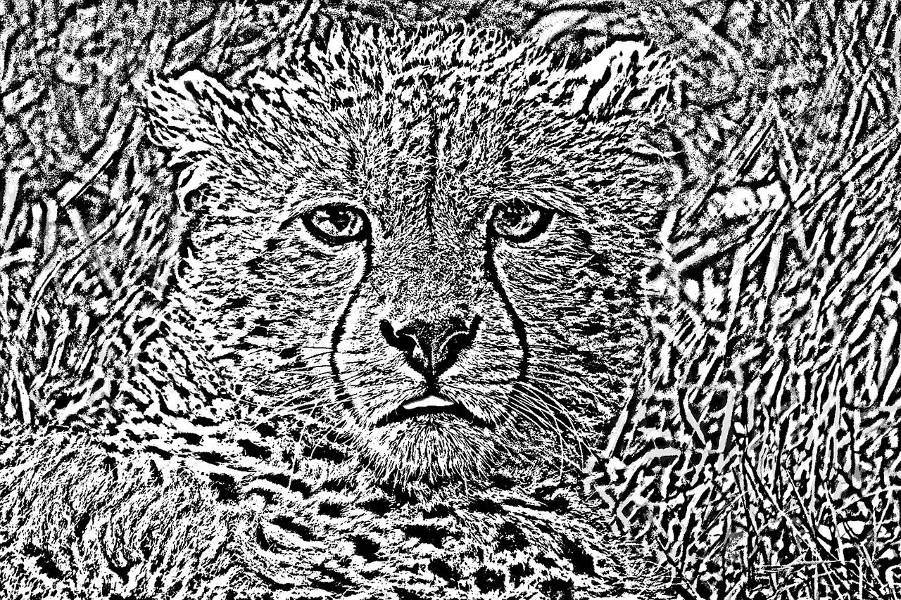 lynx animal africa free photo