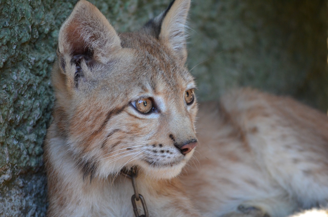 lynx zoo puppy free photo