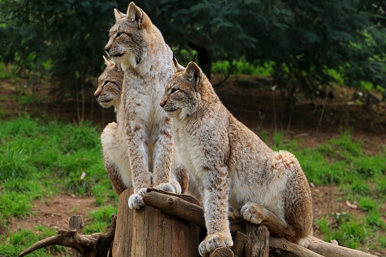 lynx miranda crow zoo free photo