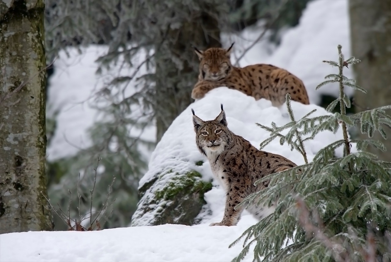 lynx cat free pictures free photo