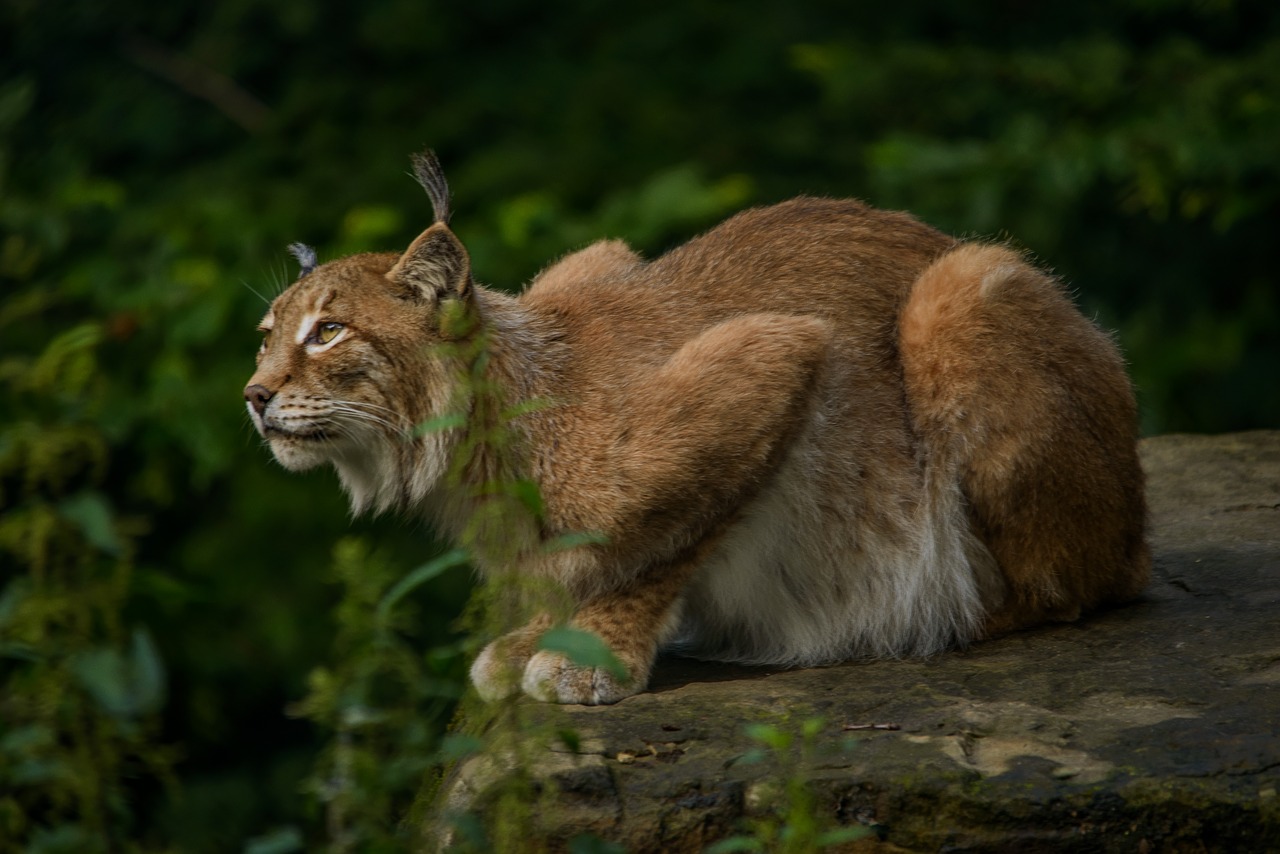 lynx eurasischer lynx hunter free photo