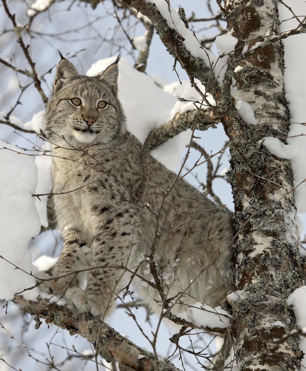 lynx snow cat free photo