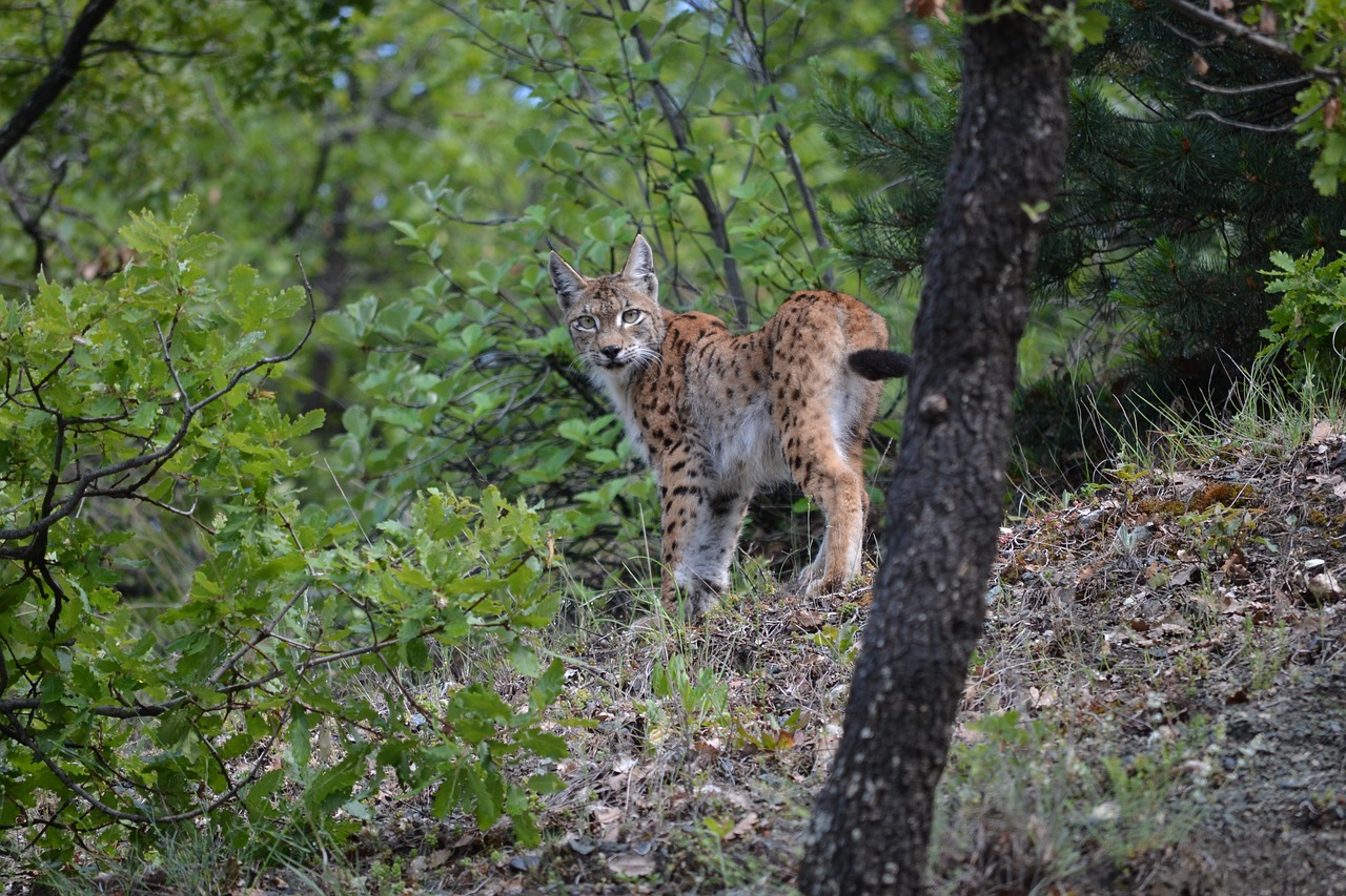 lynx cat wildcat free photo