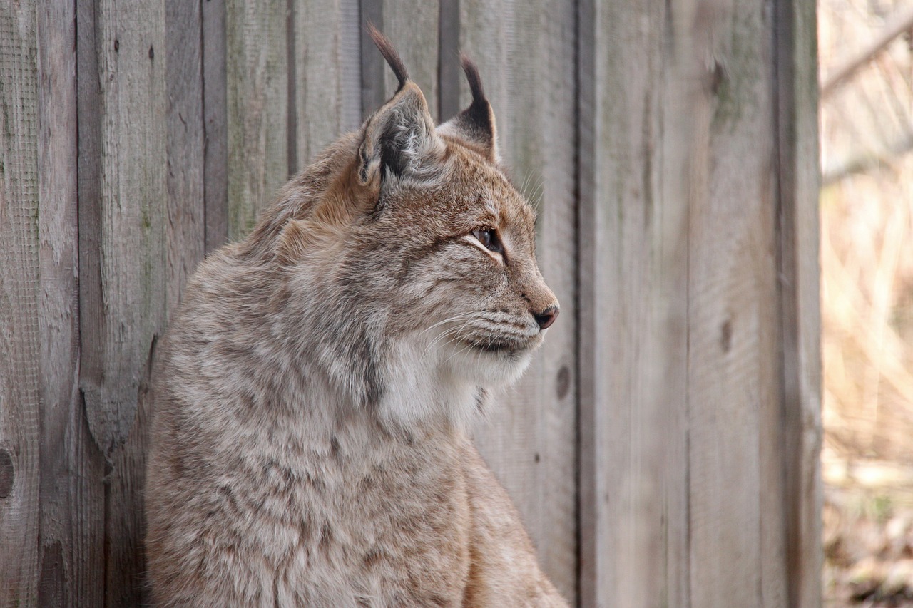 lynx national park cat free photo