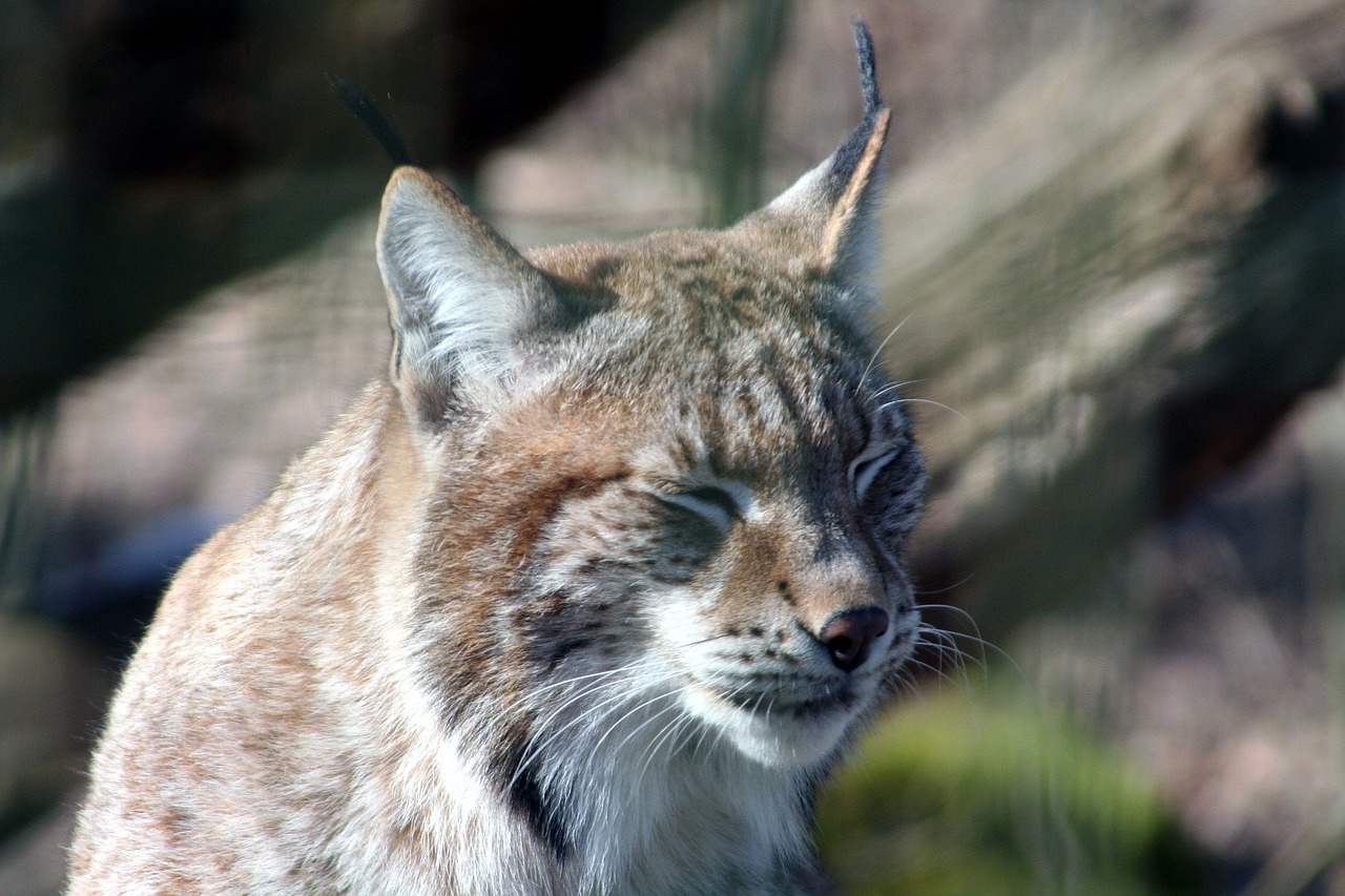 lynx feline nature free photo