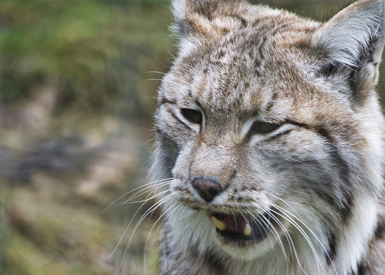 Как рычит рысь. Lynx Wildcat. Рысь думает. Рысь шипит. Angry Lynx.