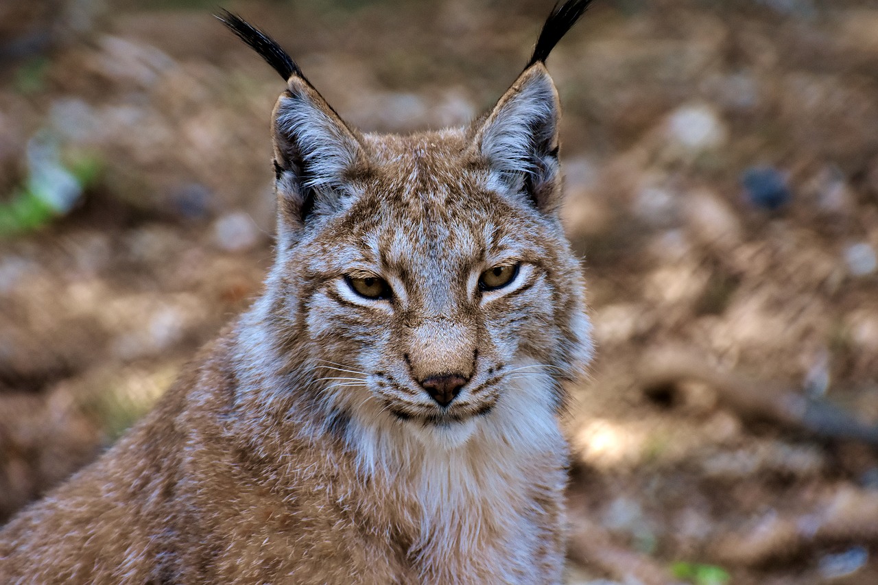 lynx  big cat  wild animal free photo