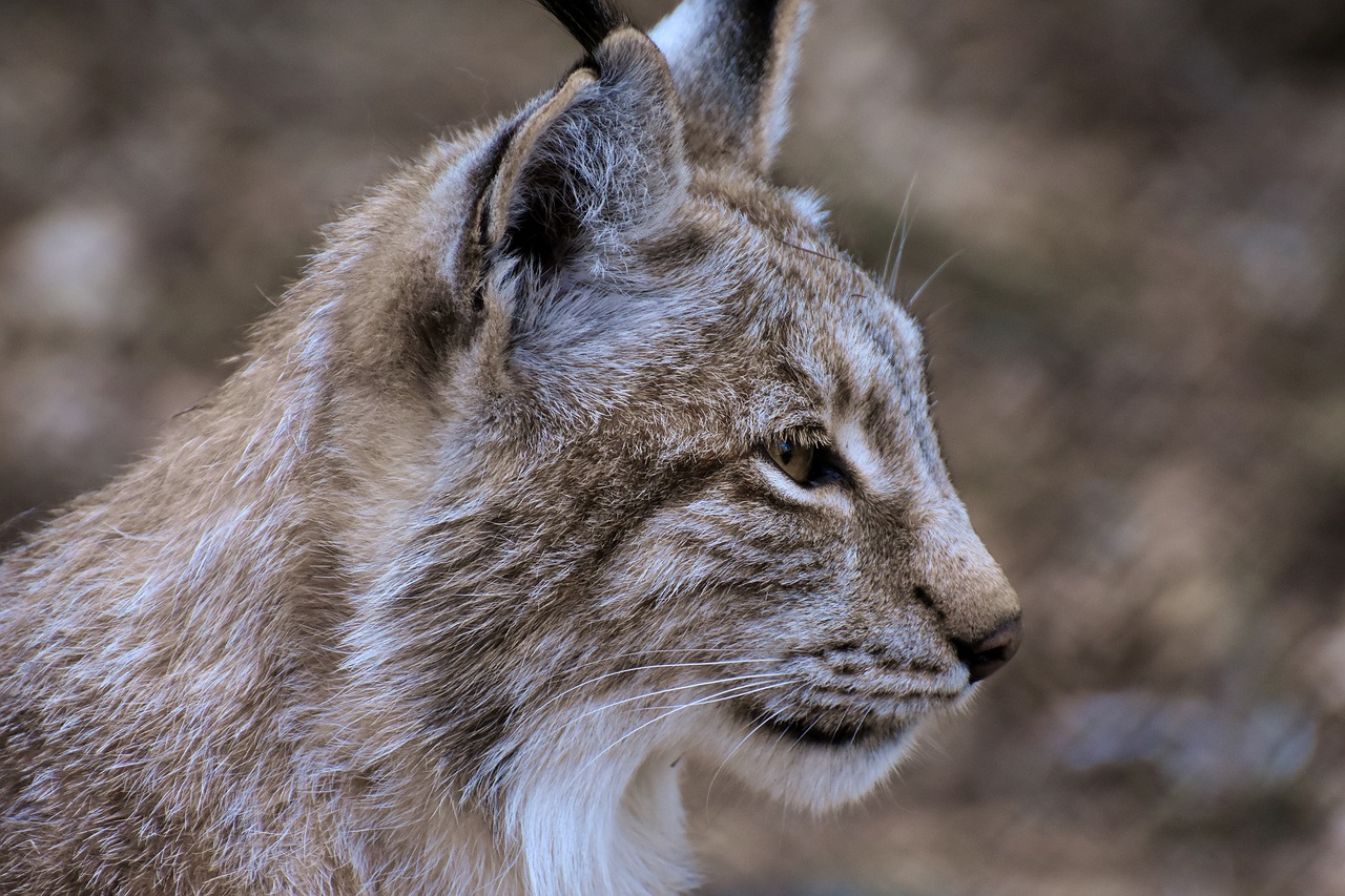 lynx  wild animal  wildcat free photo